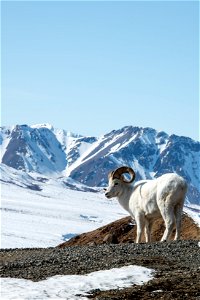 Dall Sheep (Ovis dalli) photo