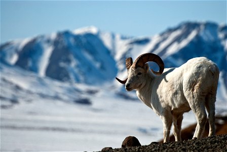 Dall Sheep (Ovis dalli) in Denali National Park photo