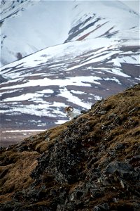 (NPS Photo/Lian Law)