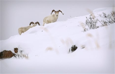 Snowy Sheep photo