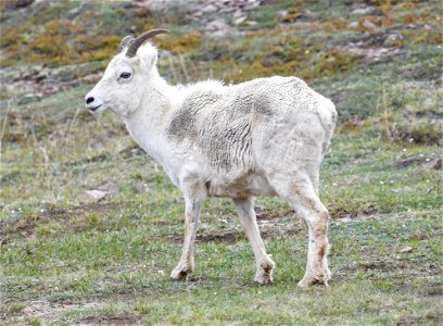 Dall Sheep Ewe photo