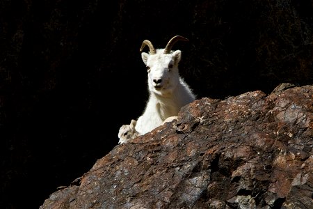 Ewe and Lamb photo