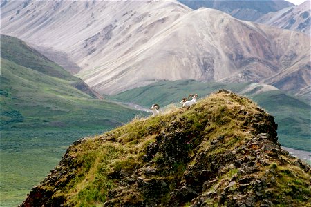 Dall sheep in Denali National Park. NPS/Jason Bennett photo