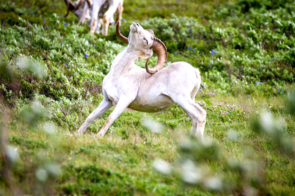 NPS Photo/ Alex Vanderstuyf
Check out the official Denali Facebook, Twitter and YouTube pages:
Like us on Facebook: www.facebook.com/DenaliNPS
Follow us on Twitter: www.twitter.com/DenaliNPS

Denali Y