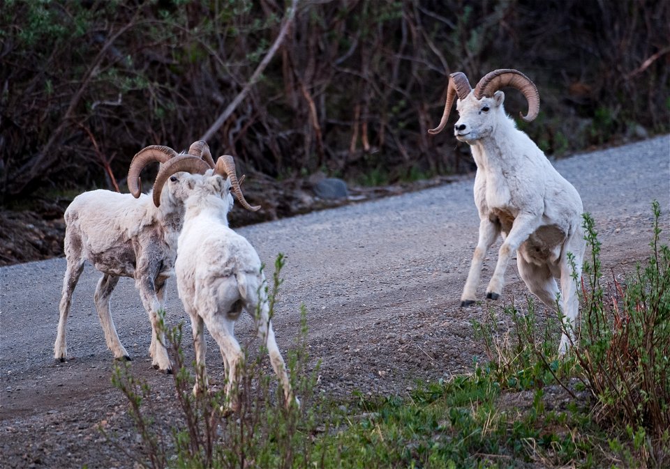 (NPS Photo/Kent Miller)
