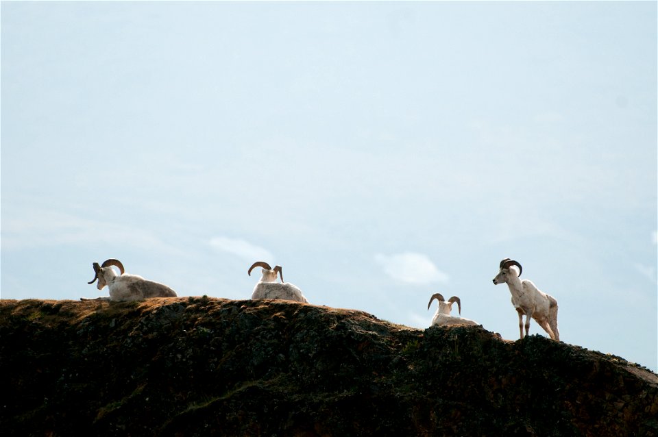 Rams on a ridge in Denali National Park and Preserve