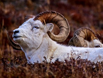 Dall Sheep photo