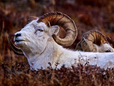 Dall Sheep