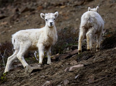 Lambs photo