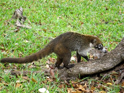 Coati foraging in Mexico photo