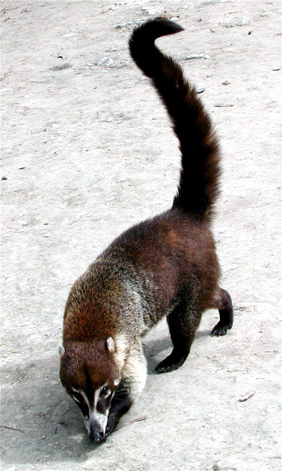 White-nosed Coati (Nasua narica)