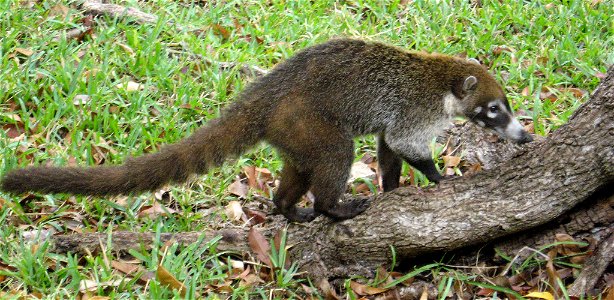 Coati foraging in Mexico