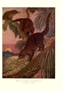 White-nosed Coatimondis by Louis A. Sargent