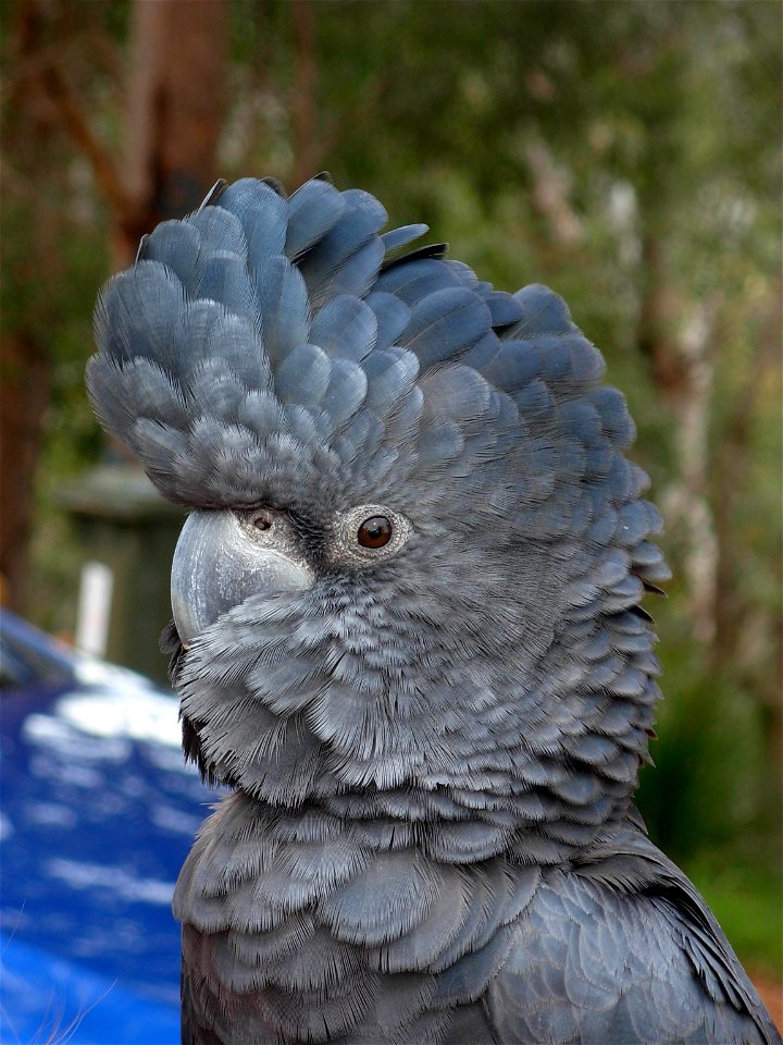 Red-tailed Black Cockatoo (Calyptorhynchus banksii) also known as Banksian- or Bank's Black Cockatoo. A tame parrot (ie hand reared and not from the wild) from the Karakamia wildlife sanctuary in Goos