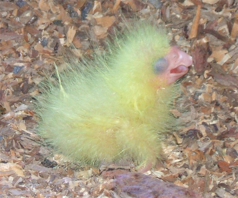 Red Tail Black Cockatoo at one day old