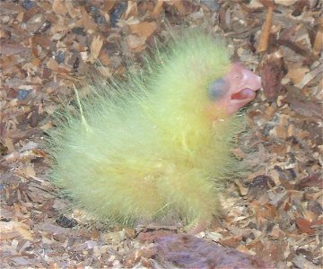 Red Tail Black Cockatoo at one day old