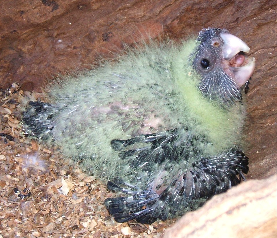 Red Tail black Cockatoo at 4 weeks old