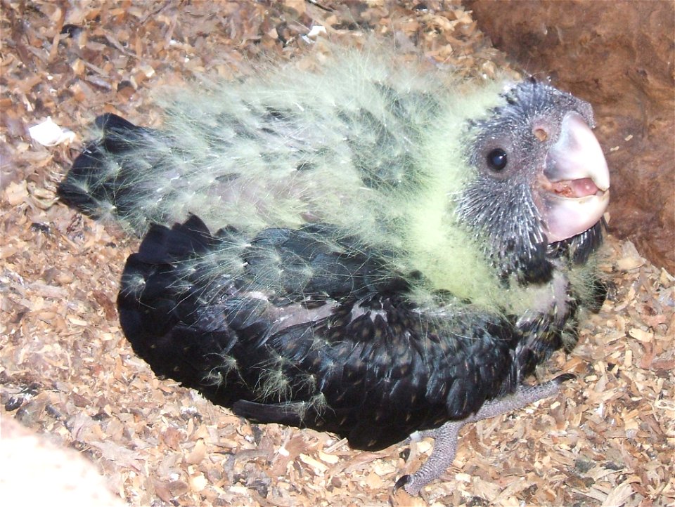 Redtail Black Cockatoo at 5 weeks.