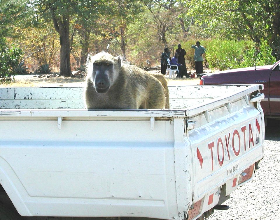 A baboon (Papio ursinus) at a border crossing between Zambia and Zimbabwe.