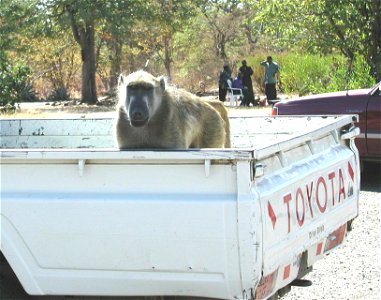 A baboon (Papio ursinus) at a border crossing between Zambia and Zimbabwe. photo