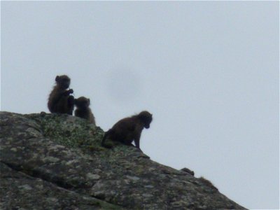 Monkeys at Swartberg Pass, Western Cape Province, South Africa.