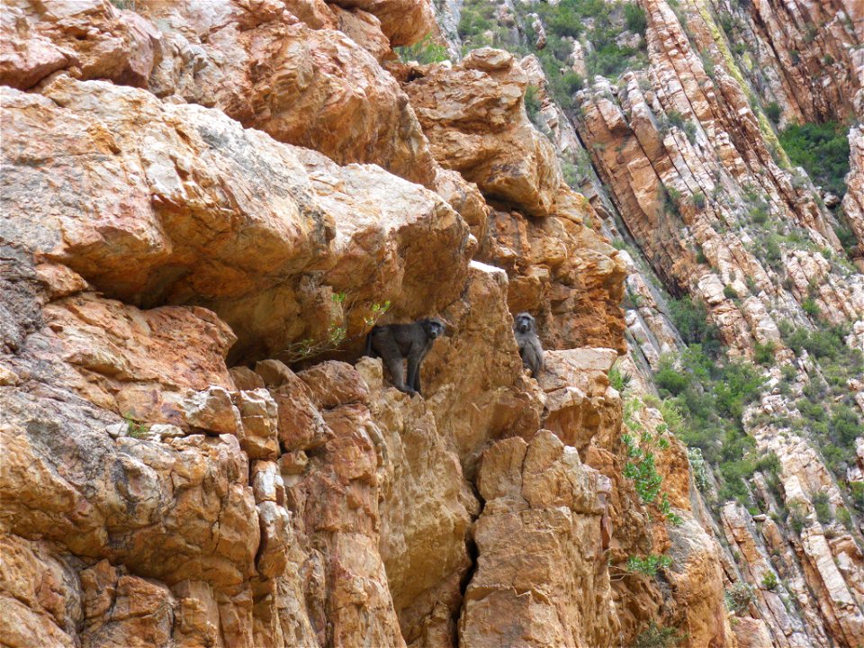 Chacma baboons at Swartberg Pass, Western Cape Province, South Africa