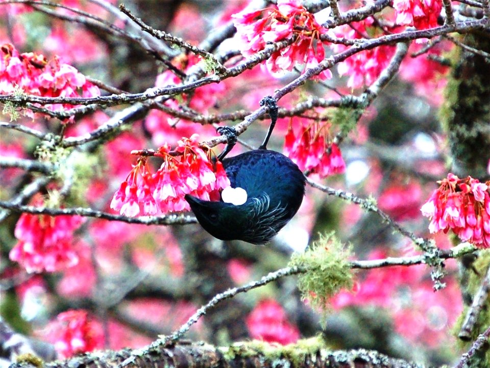 Tui feeding on spring blossum Hamilton New Zealand photo