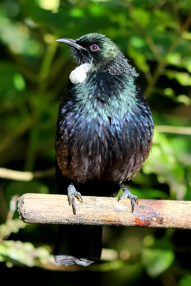 Tui perched on stick at bird feeder