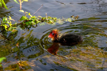 Young Eurasian Coot (Fulica atra) in Stadsparken city park in Lund, Sweden