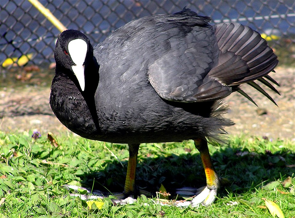 Eurasian Coot in St James Park, London, England.

Photographed by Adrian Pingstone in June 2005 and released to the public domain.