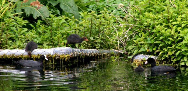 A family of Eurasian coots, on the Regent's Canal, London. photo