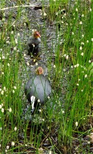 Female coot with two young photo