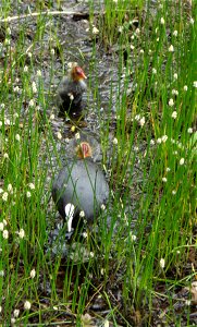 Female coot with two young