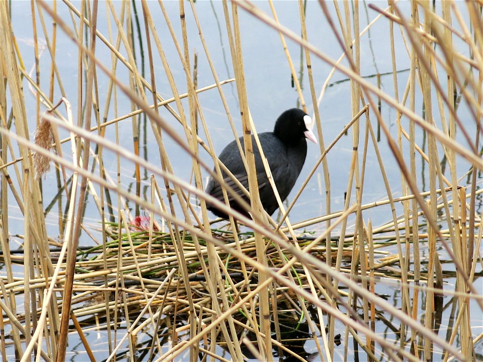Nest of eurasian coot in the leisure base of Vaires-Torcy (Seine-et-Marne, France).