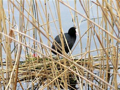 Nest of eurasian coot in the leisure base of Vaires-Torcy (Seine-et-Marne, France). photo