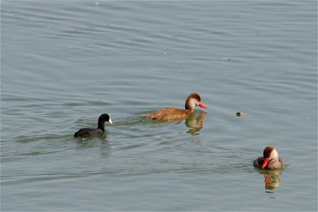 Blässhuhn und Kolbenenten im Ismaninger Speichersee