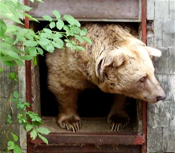 Medvěd syrský; ZOO Ostrava