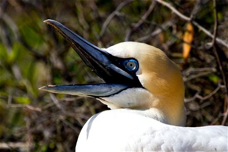 The northern gannet can dive for food from as high as 130 feet in the air, entering the water barely causing a splash. While most fish are caught by shallow dives, the gannet has been recorded going d photo