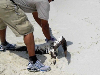 Image title: A northern gannet with no visible oil was rescued near destin harbor Image from Public domain images website, http://www.public-domain-image.com/full-image/events-happenings-public-domain photo