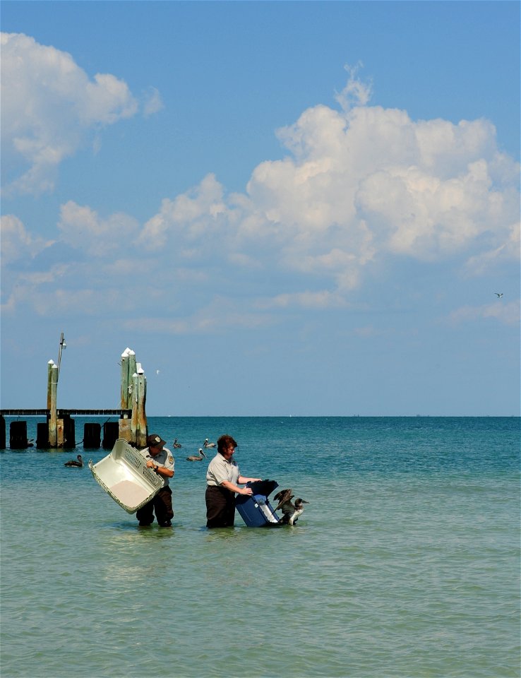 Dr. Sharon Taylor and Michael Lusk, both of the U.S. Fish and Wildlife Service, release a rescued Northern Gannet at the Egmont Key National Wildlife Refuge near St. Petersburg, Fla., May 23, 2010. Th
