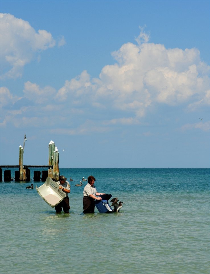 Dr. Sharon Taylor and Michael Lusk, both of the U.S. Fish and Wildlife Service, release a rescued Northern Gannet at the Egmont Key National Wildlife Refuge near St. Petersburg, Fla., May 23, 2010. Th photo