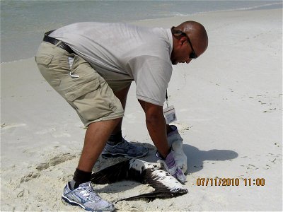 July 11, 2010 Destin, FL - A Northern Gannet with no visible oil was rescued near Destin Harbor, FL. Rescuer Kenan Adams works for Carolina Sandhills National Wildlife Refuge and is a student at Cle photo
