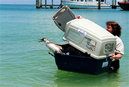 Dr. Sharon Taylor, from the U.S. Fish and Wildlife Service, releases a Northern Gannet at the Egmont Key National Wildlife Refuge near St. Petersburg, Fla., May 30, 2010. The bird, along with five oth