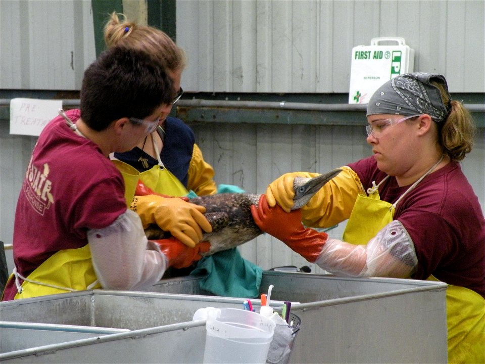 July 6, 2010 Pensacola, FL - Tri-State Oiled Bird Center staff wrestle an oiled immature Northern Gannet. Photo by Bonnie Strawser, USFWS. www.fws.gov/home/dhoilspill photo