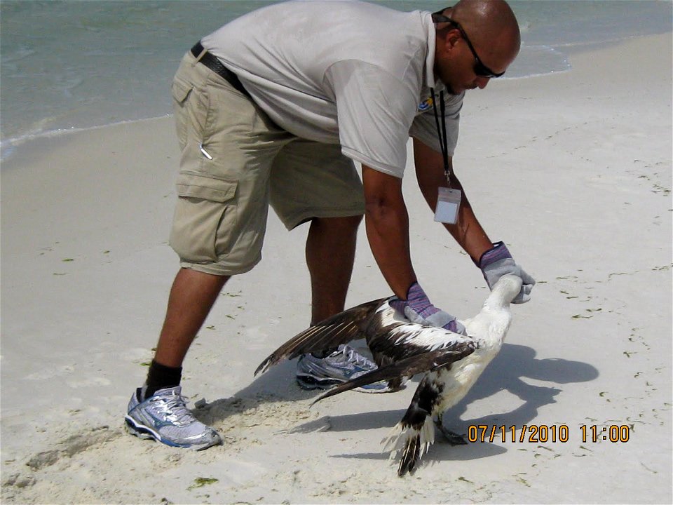 July 11, 2010 Destin, FL - A Northern Gannet with no visible oil was rescued near Destin Harbor, FL. The gannet could not fly but was not visibly oiled. Photo by USFWS. www.fws.gov/home/dhoilspill photo