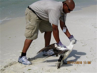 July 11, 2010  Destin, FL - A Northern Gannet with no visible oil was rescued near Destin Harbor, FL.  The gannet could not fly but was not visibly oiled. Photo by USFWS.  www.fws.gov/home/dhoilspill