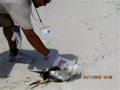 July 11, 2010  Destin, FL - A Northern Gannet with no visible oil was rescued near Destin Harbor, FL.  The bird could not fly, but had no visible oil.  Photo by USFWS.  www.fws.gov/home/dhoilspill