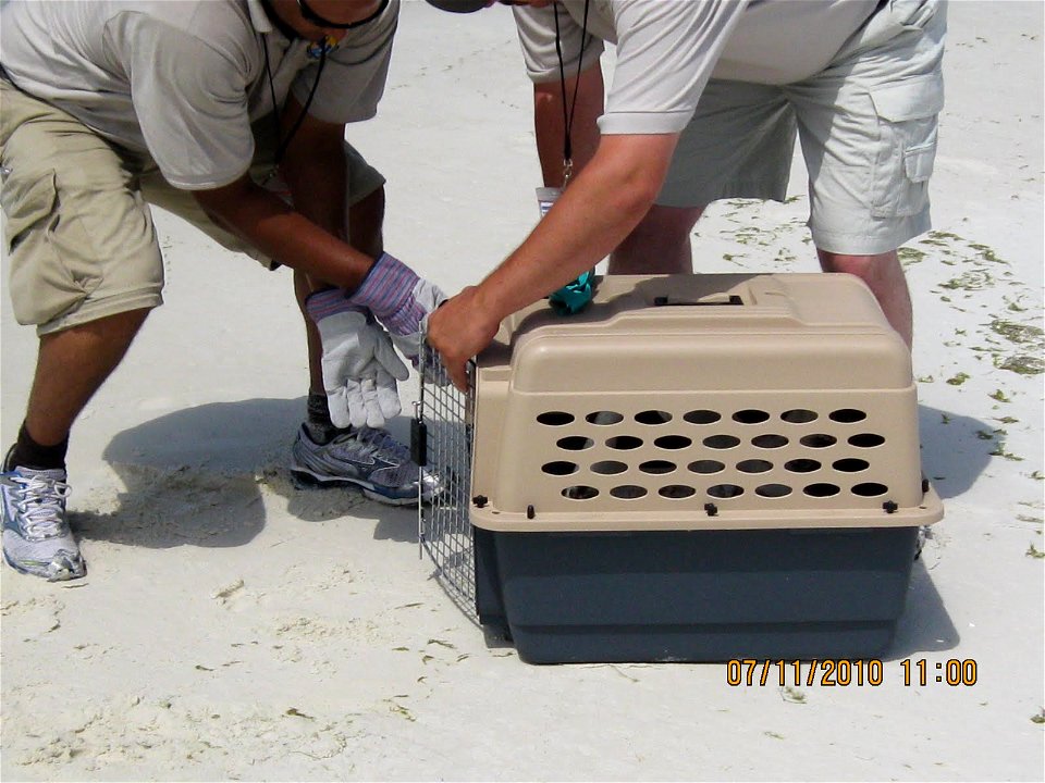 July 11, 2010 Destin, Fl - Refuge Operations Specialist Kenan Adams (Carolina Sandhills National Wildlife Refuge) rescues a juvenile Northern Gannet. The gannet was transported to one of several Oile photo