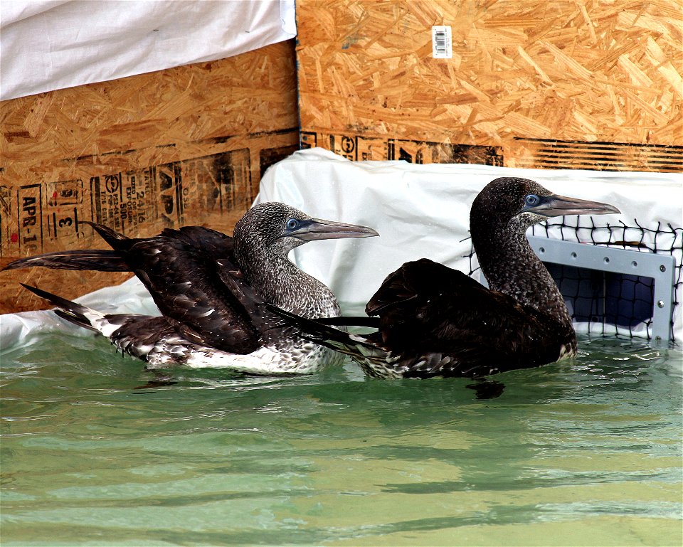 Sub-adult and juvenile northern gannets recovering from the BP oil spill at the Theodore Bird Rehabilitation Center, Theodore, Ala..  Photo by Tom MacKenzie, U.S. Fish and Wildlife Service, May. 26, 2