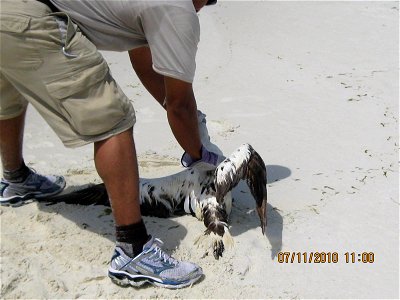 July 11, 2010 Destin, FL - A Northern Gannet with no visible oil was rescued near Destin Harbor, FL. Photo by USFWS. www.fws.gov/home/dhoilspill photo